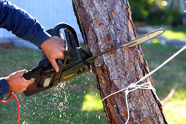 Reliable Pataskala, OH Tree Services Solutions