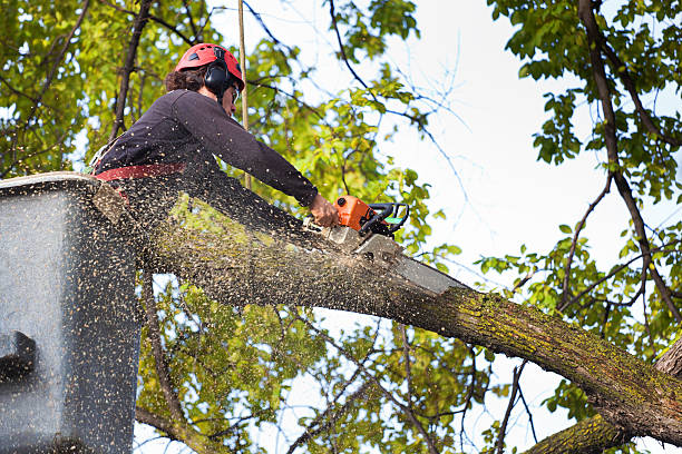 How Our Tree Care Process Works  in  Pataskala, OH